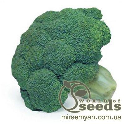 Капуста брокколи Квинта F1 2500 семян. (Takii Seeds) Капуста брокколи Квинта F1 2500 семян. (Takii Seeds)