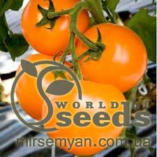 Помидоры желтые ТИ 169 ( Маматаро Голд) F1 250 семян. (Takii Seeds)