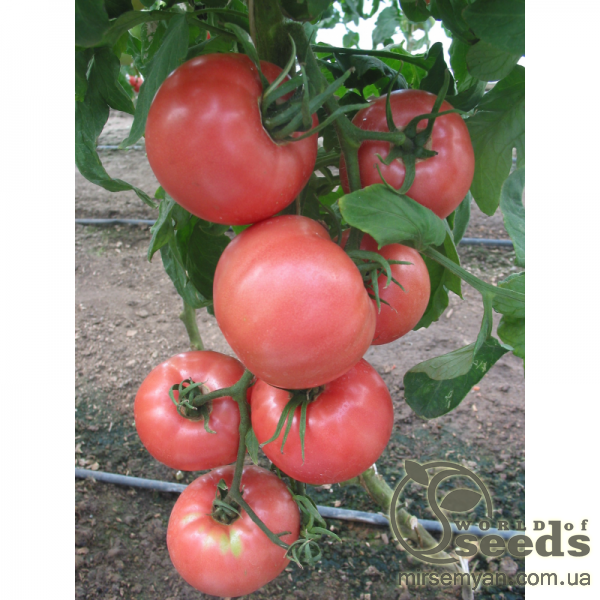 Розовоплодный томат 