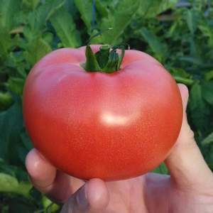 Помидоры розовые ТЕХ 2721 F1 250 семена (Takii Seeds)