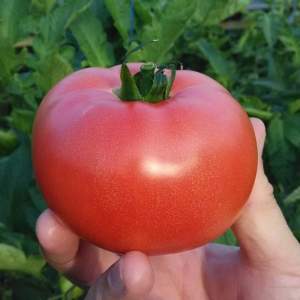 Помидоры розовые ТЕХ 2721 F1 250 семян. (Takii Seeds)
