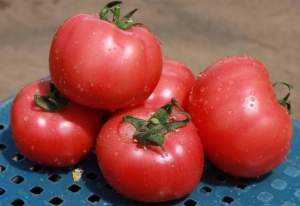Розовоплодный томат 