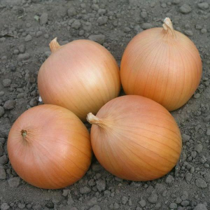 Лук Вердон F1 (T-803) 250 000 семена (Takii Seeds)