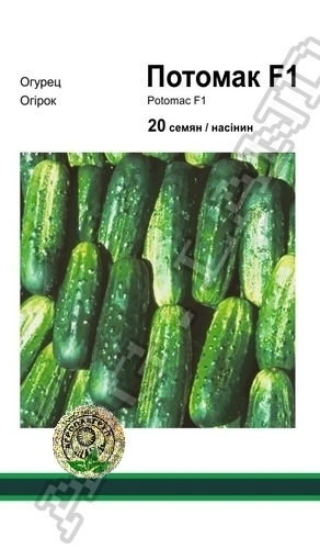 Огурец Потомак F1 – 20 семян А (Seminis)
