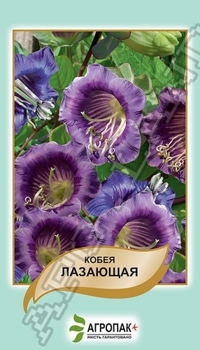 Кобея лазая 10 cемян. А Кобея лазая 10 cемян. А