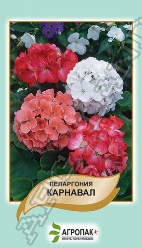 Пеларгония Карнавал, смесь 20 cемян. А