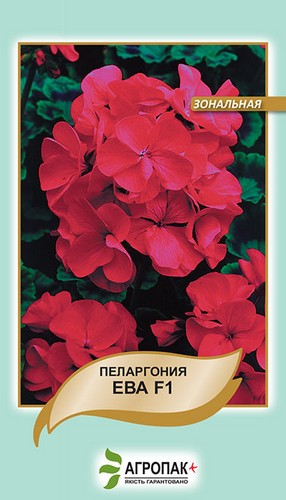 Пеларгония зональная Ева. 5 cемян. Пеларгония зональная Ева. 5 cемян.