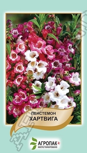 Пенстемон Хартвига (смесь) 0,1г А Пенстемон Хартвига (смесь) 0,1г А