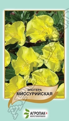 Энотера миссурийская Желтая – 0,1 гр. Энотера миссурийская Желтая – 0,1 гр.