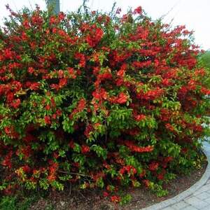 Айва японская 20 семян. А