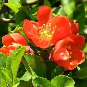 Айва японская 20 семян. А