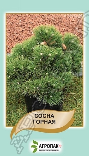 Сосна горная 0,1г А Сосна горная 0,1г А