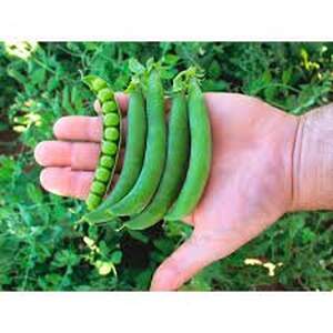 Овощной горох Олинда — 100гр. (Syngenta)