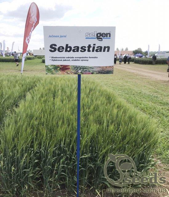 Ячмень Себастьян, 1000 кг (весовой) Ячмень Себастьян, 1000 кг (весовой)