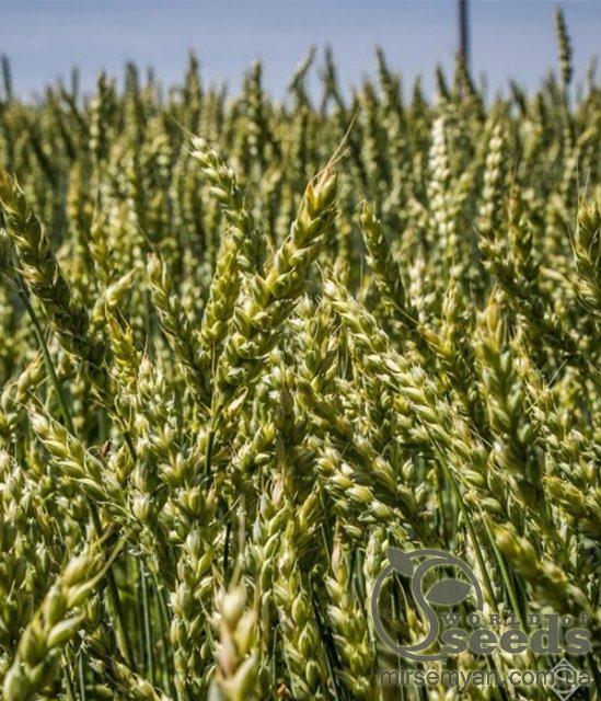 Пшеница оврага Широко (1 репродукция), 1000 кг Чехия Пшеница оврага Широко (1 репродукция), 1000 кг Чехия