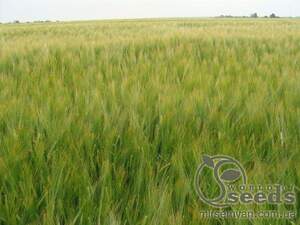 Ячмень яровой "Францин" (1 репрод.) 100 кг. Оригинатор – «Selgen, as», Чехия