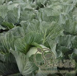 Капуста Эластор F1 2500 семян. (Syngenta) Капуста Эластор F1 2500 семян. (Syngenta)