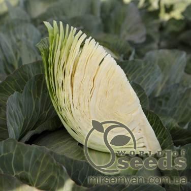 Капуста Эластор F1 2500 семян. (Syngenta) Капуста Эластор F1 2500 семян. (Syngenta)