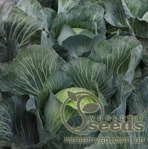 Капуста Киластор F1 2500 семян. (Syngenta) Капуста Киластор F1 2500 семян. (Syngenta)