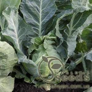 Капуста цветная Солистар 2500 семян. (Syngenta) Капуста цветная Солистар 2500 семян. (Syngenta)