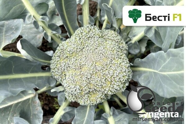 Капуста брокколи Бести F1 2500 семян. (Syngenta) Капуста брокколи Бести F1 2500 семян. (Syngenta)