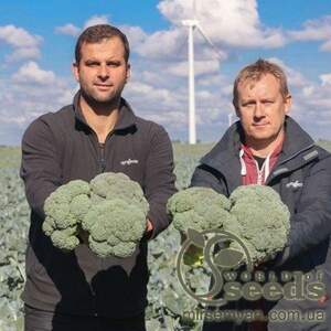 Капуста брокколи Батори 2500 семян. (Syngenta)