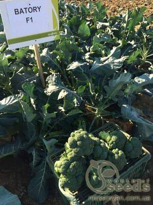 Капуста брокколи Батори 2500 семян. (Syngenta)