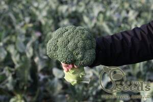 Капуста брокколи Монрело F1 2500 семян. (Syngenta)а