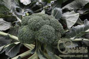 Капуста брокколи Монрело F1 2500 семян. (Syngenta)а