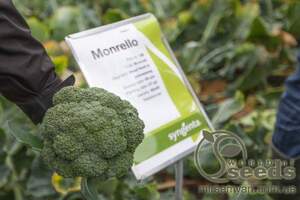 Капуста брокколи Монрело F1 2500 семян. (Syngenta)а