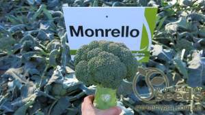 Капуста брокколи Монрело F1 2500 семян. (Syngenta)а