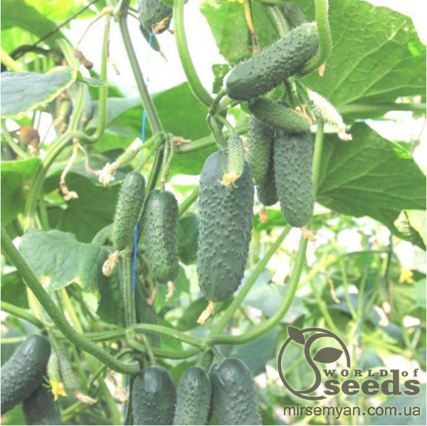 Огурец Бьорн 500 семян. (Enza Zaden) Огурец Бьорн 500 семян. (Enza Zaden)