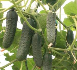Огурец Гуннар F1 500 семян. (Enza Zaden) Огурец Гуннар F1 500 семян. (Enza Zaden)