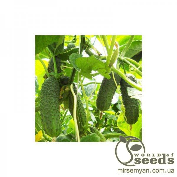 Огурец Сигурд F1/Sigurd-500 семян. (Enza Zaden) Огурец Сигурд F1/Sigurd-500 семян. (Enza Zaden)