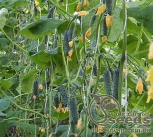 Огурец Дерия F1 500 семян. (Enza Zaden)