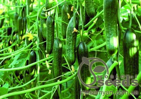Огурец Тристан F1/Tristan - 500 семян. (Enza Zaden) Огурец Тристан F1/Tristan - 500 семян. (Enza Zaden)