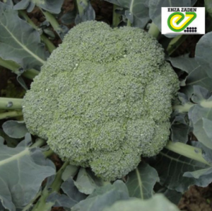 Капуста брокколи Корато F1 2500 семян. (Enza Zaden) Капуста брокколи Корато F1 2500 семян. (Enza Zaden)