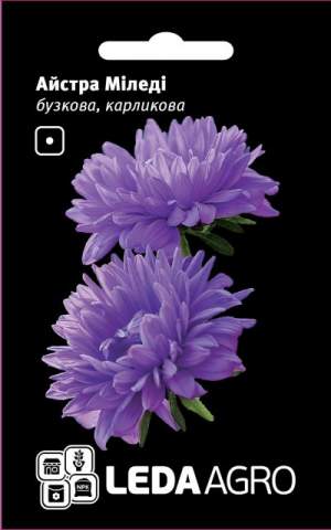 Астра Миледи сиреневая карликовая 0,2г.  L