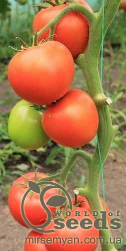 Томат Белфаст F1, 500 семян. (Enza Zaden) Томат Белфаст F1, 500 семян. (Enza Zaden)