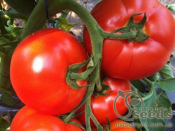 Помидоры Белфорт 500 семян. (Enza Zaden) Помидоры Белфорт 500 семян. (Enza Zaden)