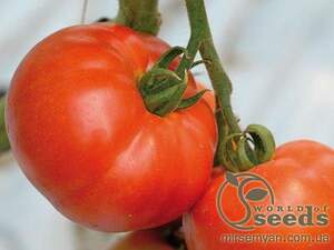 Помидоры Берберана F1 500 семян. (Enza Zaden) Помидоры Берберана F1 500 семян. (Enza Zaden)