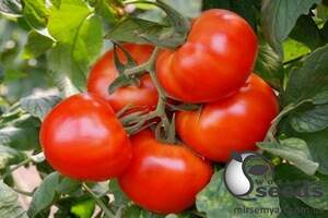 Помидоры Ралли F1 250 семян. (Enza Zaden)