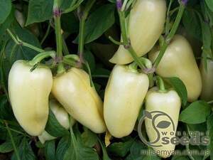 Перец Хаски F1 500 семян. (Enza Zaden) Перец Хаски F1 500 семян. (Enza Zaden)