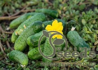 Огурец Джоэлина F1. 1000 семян. (Nunhems) Огурец Джоэлина F1. 1000 семян. (Nunhems)