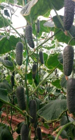 Огурец Пикскор F1 500 семян. (Nunhems) Огурец Пикскор F1 500 семян. (Nunhems)