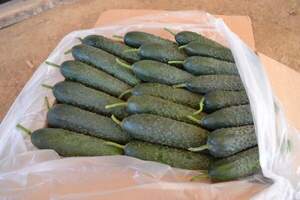 Огурец Пикскор F1 500 семян.  (Nunhems)