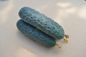 Огурец Пикскор F1 500 семян.  (Nunhems)