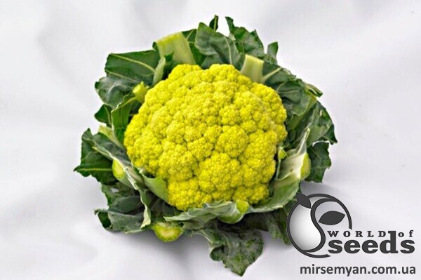 Капуста цветная Грин Сторм F1 2500 семян. (Syngenta) Капуста цветная Грин Сторм F1 2500 семян. (Syngenta)