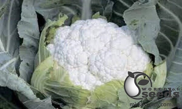 Капуста цветная Джава F1 2500 семян. (Syngenta) Капуста цветная Джава F1 2500 семян. (Syngenta)