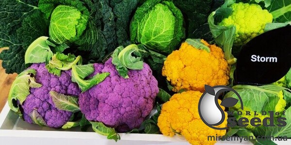 Смесь газонных трав «Для сенокоса и молочных коров» Agronas 20 кг. Смесь газонных трав «Для сенокоса и молочных коров» Agronas 20 кг.